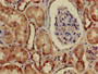 Immunohistochemistry of paraffin-embedded human kidney tissue using CAC11750 at dilution of 1:100