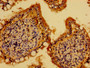 Immunohistochemistry of paraffin-embedded human small intestine tissue using CAC11751 at dilution of 1:100