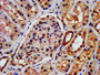IHC image diluted at 1:300 and staining in paraffin-embedded human kidney tissue performed on a Leica BondTM system. After dewaxing and hydration, antigen retrieval was mediated by high pressure in a citrate buffer (pH 6.0). Section was blocked with 10% normal goat serum 30min at RT. Then primary antibody (1% BSA) was incubated at 4°C overnight. The primary is detected by a biotinylated secondary antibody and visualized using an HRP conjugated SP system.