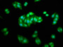 Immunofluorescence staining of HepG2 cells with CAC11753 at 1:233, counter-stained with DAPI. The cells were fixed in 4% formaldehyde, permeabilized using 0.2% Triton X-100 and blocked in 10% normal Goat Serum. The cells were then incubated with the antibody overnight at 4°C. The secondary antibody was Alexa Fluor 488-congugated AffiniPure Goat Anti-Rabbit IgG(H+L).