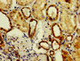 Immunohistochemistry of paraffin-embedded human kidney tissue using CAC11754 at dilution of 1:100