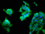 Immunofluorescence staining of 293 cells with CAC11754 at 1:200, counter-stained with DAPI. The cells were fixed in 4% formaldehyde, permeabilized using 0.2% Triton X-100 and blocked in 10% normal Goat Serum. The cells were then incubated with the antibody overnight at 4°C. The secondary antibody was Alexa Fluor 488-congugated AffiniPure Goat Anti-Rabbit IgG(H+L).
