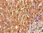 Immunohistochemistry of paraffin-embedded human liver tissue using CAC11760 at dilution of 1:100