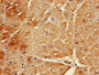 Immunohistochemistry of paraffin-embedded human heart tissue using CAC11760 at dilution of 1:100