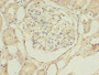 Immunohistochemistry of paraffin-embedded human kidney tissue using CAC11761 at dilution of 1:100