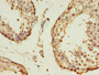 Immunohistochemistry of paraffin-embedded human testis tissue using CAC11762 at dilution of 1:100