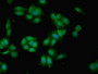 Immunofluorescent analysis of HepG2 cells using CAC11766 at dilution of 1:100 and Alexa Fluor 488-congugated AffiniPure Goat Anti-Rabbit IgG(H+L)