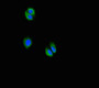 Immunofluorescent analysis of HepG2 cells using CAC11776 at dilution of 1:100 and Alexa Fluor 488-congugated AffiniPure Goat Anti-Rabbit IgG(H+L)