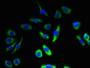 Immunofluorescent analysis of A549 cells using CAC11782 at dilution of 1:100 and Alexa Fluor 488-congugated AffiniPure Goat Anti-Rabbit IgG(H+L)