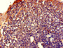 Immunohistochemistry of paraffin-embedded human tonsil tissue using CAC11783 at dilution of 1:100