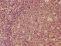 IHC image of CAC11787 diluted at 1:300 and staining in paraffin-embedded human tonsil tissue performed on a Leica BondTM system. After dewaxing and hydration, antigen retrieval was mediated by high pressure in a citrate buffer (pH 6.0). Section was blocked with 10% normal goat serum 30min at RT. Then primary antibody (1% BSA) was incubated at 4°C overnight. The primary is detected by a biotinylated secondary antibody and visualized using an HRP conjugated SP system.
