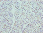 Immunohistochemistry of paraffin-embedded human pancreatic tissue using CAC11789 at dilution of 1:100