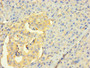 Immunohistochemistry of paraffin-embedded human pancreatic tissue using CAC11791 at dilution of 1:100