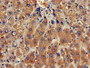 Immunohistochemistry of paraffin-embedded human liver tissue using CAC11805 at dilution of 1:100