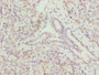 Immunohistochemistry of paraffin-embedded human pancreatic tissue using CAC11807 at dilution of 1:100