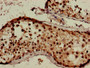 Immunohistochemistry of paraffin-embedded human testis tissue using CAC11820 at dilution of 1:100