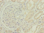 Immunohistochemistry of paraffin-embedded human kidney tissue using CAC11822 at dilution of 1:100