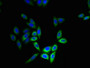 Immunofluorescent analysis of HepG2 cells using CAC11822 at dilution of 1:100 and Alexa Fluor 488-congugated AffiniPure Goat Anti-Rabbit IgG(H+L)