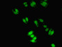 Immunofluorescent analysis of HepG2 cells using CAC11823 at dilution of 1:100 and Alexa Fluor 488-congugated AffiniPure Goat Anti-Rabbit IgG(H+L)