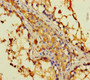 Immunohistochemistry of paraffin-embedded human testis tissue using CAC11824 at dilution of 1:100