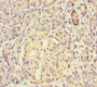 Immunohistochemistry of paraffin-embedded human pancreatic tissue using CAC11824 at dilution of 1:100