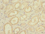 Immunohistochemistry of paraffin-embedded human kidney tissue using CAC11831 at dilution of 1:100