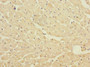 Immunohistochemistry of paraffin-embedded human heart tissue using CAC11831 at dilution of 1:100