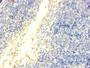 Immunohistochemistry of paraffin-embedded human thymus tissue using CAC11833 at dilution of 1:100