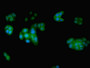 Immunofluorescent analysis of PC-3 cells using CAC11840 at dilution of 1:100 and Alexa Fluor 488-congugated AffiniPure Goat Anti-Rabbit IgG(H+L)