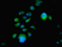 Immunofluorescent analysis of MCF-7 cells using CAC11846 at dilution of 1:100 and Alexa Fluor 488-congugated AffiniPure Goat Anti-Rabbit IgG(H+L)