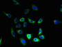 Immunofluorescent analysis of A549 cells using CAC11853 at dilution of 1:100 and Alexa Fluor 488-congugated AffiniPure Goat Anti-Rabbit IgG(H+L)