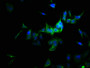 Immunofluorescence staining of HepG2 cells with CAC11860 at 1:166, counter-stained with DAPI. The cells were fixed in 4% formaldehyde, permeabilized using 0.2% Triton X-100 and blocked in 10% normal Goat Serum. The cells were then incubated with the antibody overnight at 4°C. The secondary antibody was Alexa Fluor 488-congugated AffiniPure Goat Anti-Rabbit IgG(H+L).