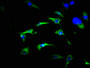 Immunofluorescence staining of U251 cells with CAC11861 at 1:466, counter-stained with DAPI. The cells were fixed in 4% formaldehyde, permeabilized using 0.2% Triton X-100 and blocked in 10% normal Goat Serum. The cells were then incubated with the antibody overnight at 4°C. The secondary antibody was Alexa Fluor 488-congugated AffiniPure Goat Anti-Rabbit IgG(H+L).
