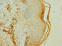 Immunohistochemistry of paraffin-embedded human skin tissue using CAC11861 at dilution of 1:100