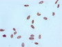 Immunocytochemistry analysis diluted at 1:100 and staining in Hela cells performed on a Leica BondTM system. After dewaxing and hydration, antigen retrieval was mediated by high pressure in a citrate buffer (pH 6.0). Section was blocked with 10% normal goat serum 30min at RT. Then primary antibody (1% BSA) was incubated at 4? overnight. The primary is detected by a biotinylated secondary antibody and visualized using an HRP conjugated SP system.