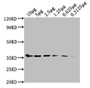 Western Blot; ,Positive WB detected in: Hela whole cell lysate at 10µg, 5µg, 2.5µg, 1.25µg, 0.625µg, 0.3125µg; ,All lanes: GAPDH antibody at 1:5000; ,Secondary; ,Goat polyclonal to mouse IgG at 1/50000 dilution; ,Predicted band size: 36 KDa; ,Observed band size: 36 KDa; ,Exposure time: 5min;