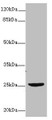 Western blot; All lanes: NEGR1 antibody at 4µg/ml + U87 whole cell lysate; Secondary; Goat polyclonal to rabbit IgG at 1/10000 dilution; Predicted band size: 39, 25 kDa; Observed band size: 25 kDa