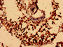Immunohistochemistry analysis of human testis tissue using CAC11888 at dilution of 1:100