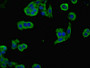 Immunofluorescent analysis of PC-3 cells using CAC11888 at dilution of 1:100 and Alexa Fluor 488-congugated AffiniPure Goat Anti-Rabbit IgG(H+L)