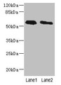 Western blot; All lanes: PLD4 antibody at 4µg/ml; Lane 1: THP-1 whole cell lysate; Lane 2: Human placenta tissue; Secondary; Goat polyclonal to rabbit IgG at 1/10000 dilution; Predicted band size: 56 kDa; Observed band size: 56 kDa