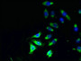 Immunofluorescent analysis of A549 cells using CAC11897 at dilution of 1:100 and Alexa Fluor 488-congugated AffiniPure Goat Anti-Rabbit IgG(H+L)