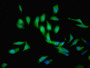 Immunofluorescent analysis of Hela cells using CAC11899 at dilution of 1:100 and Alexa Fluor 488-congugated AffiniPure Goat Anti-Rabbit IgG(H+L)