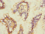 Immunohistochemistry of paraffin-embedded human small intestine tissue using CAC11901 at dilution of 1:100