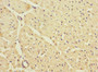 Immunohistochemistry of paraffin-embedded human heart tissue using CAC11902 at dilution of 1:100