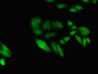 Immunofluorescent analysis of Hela cells using CAC11906 at dilution of 1:100 and Alexa Fluor 488-congugated AffiniPure Goat Anti-Rabbit IgG(H+L)