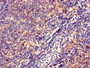 Immunohistochemistry of paraffin-embedded human lymph node tissue using CAC11907 at dilution of 1:100