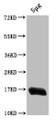 Western Blot; Positive WB detected in: Escherichia coli lysate; All lanes: HNS antibody at 1:2000; Secondary; Goat polyclonal to rabbit IgG at 1/50000 dilution; Predicted band size: 16 kDa; Observed band size: 16 kDa;