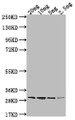 Western Blot; Positive WB detected in Recombinant protein; All lanes: ftnA antibody at 1:2000; Secondary; Goat polyclonal to rabbit IgG at 1/50000 dilution; Predicted band size: 24.8 kDa; Observed band size: 30 kDa;