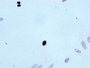 Immunocytochemistry analysis of CAC11915 diluted at 1:100 and staining in Hela cells performed on a Leica BondTM system. After dewaxing and hydration, antigen retrieval was mediated by high pressure in a citrate buffer (pH 6.0). Section was blocked with 10% normal goat serum 30min at RT. Then primary antibody (1% BSA) was incubated at 4°C overnight. The primary is detected by a biotinylated secondary antibody and visualized using an HRP conjugated SP system.