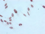 Immunocytochemistry analysis of CAC11918 diluted at 1:100 and staining in Hela cells performed on a Leica BondTM system. After dewaxing and hydration, antigen retrieval was mediated by high pressure in a citrate buffer (pH 6.0). Section was blocked with 10% normal goat serum 30min at RT. Then primary antibody (1% BSA) was incubated at 4? overnight. The primary is detected by a biotinylated secondary antibody and visualized using an HRP conjugated SP system.